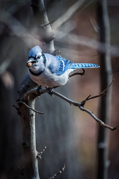 Blue Jay. A small blue bird is on branches of a tree in autumn afternoon, a beak with a nut.