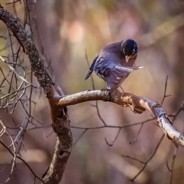 Américain Robin Petit Oiseau Est Sur Les Branches Arbre Dans — Photo