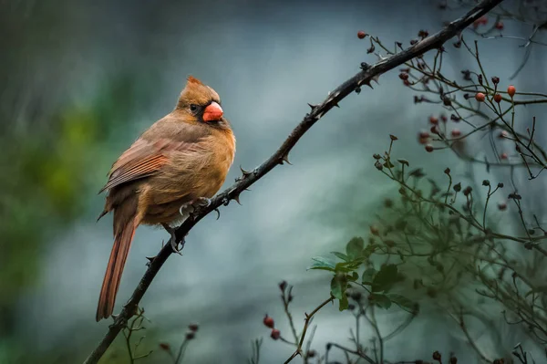 Northern Cardinal. A small red bird is on a branch on a moody autumn morning, looking around
