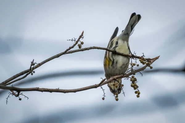 Myrtle Warbler Petit Oiseau Est Sur Les Branches Arbre Dans — Photo