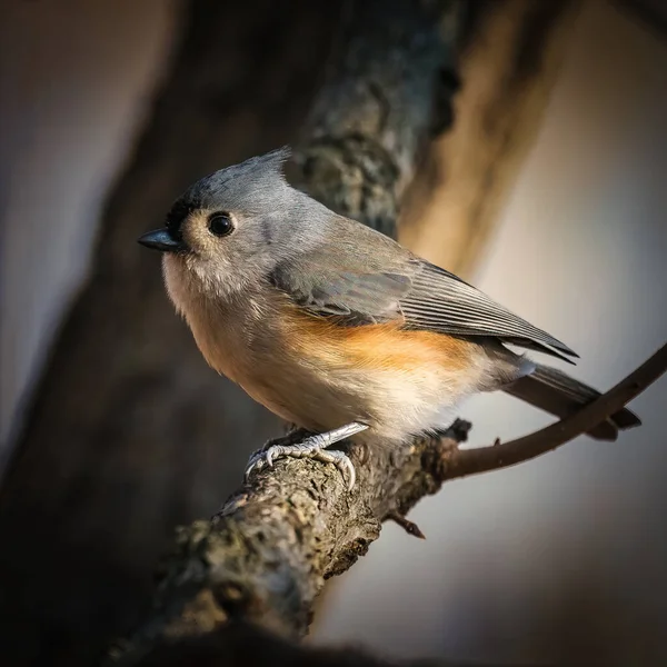 Pierzasta Mysz Mały Ptaszek Jest Gałęziach Drzewa Pod Słońcem Jesienne — Zdjęcie stockowe