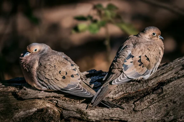 Mourning Dove. Two birds stay on a tree trunk in the autumn afternoon, looking at you