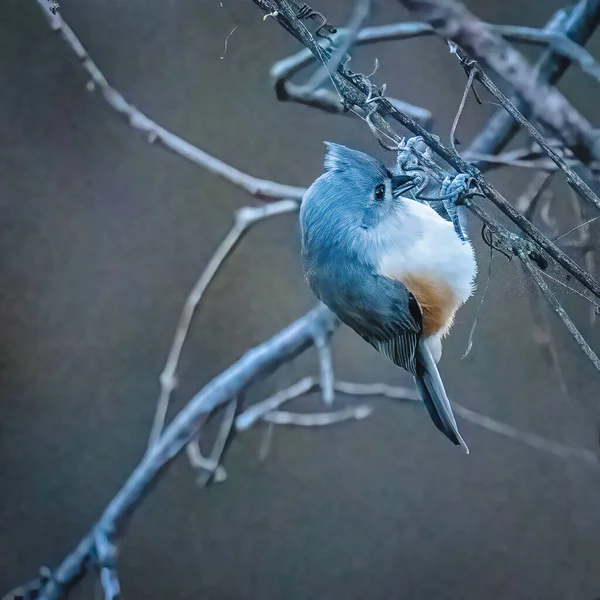 Dark Eyed Junco Petit Oiseau Grimpe Sur Une Branche Arbres — Photo