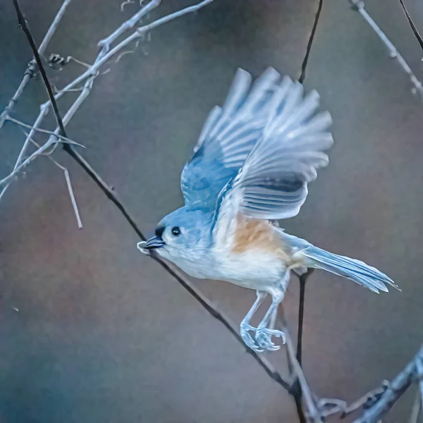 Tufted Titmouse. A small bird, the beak with a little food, is flying on the branches in the autumn