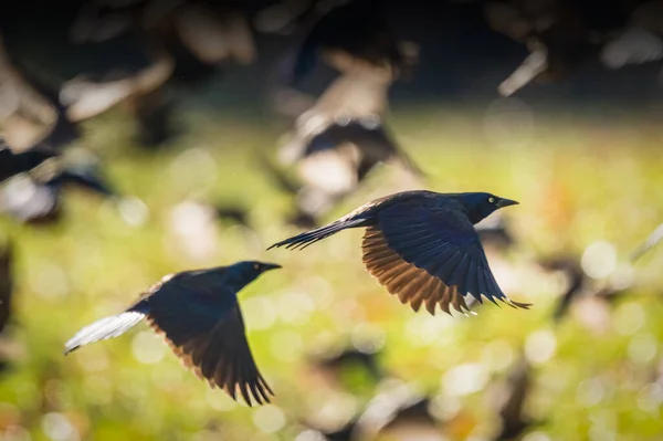 Common Grackle Flock Blackbirds Flying Grasses Field Sunshine Autumn Afternoon — Stock Photo, Image