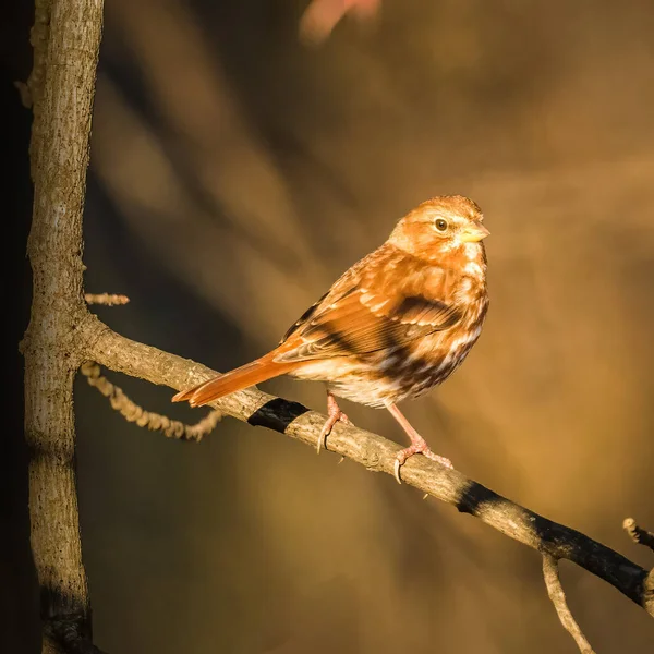 Dark Eyed Junco Seekor Burung Kecil Memanjat Cabang Pohon Pada — Stok Foto