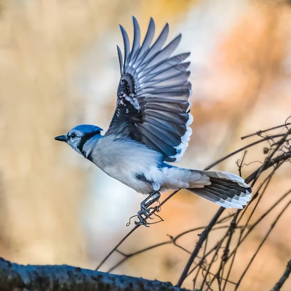 Blue Jay Pájaro Azul Vuela Hacia Cielo Tarde Otoño — Foto de Stock