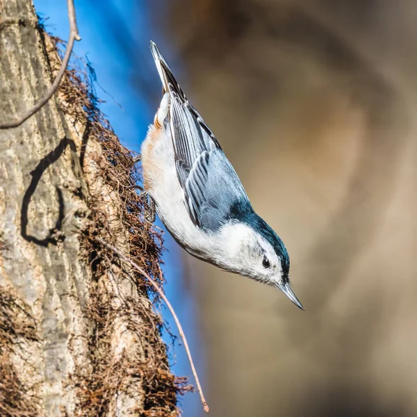 Weißbrustkleiber Ein Kleiner Vogel Klettert Herbstnachmittag Kopfüber Auf Einen Baumstamm — Stockfoto
