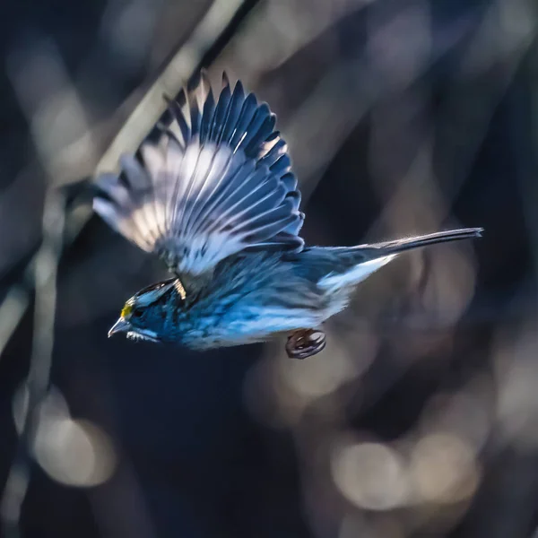 Weißkehlsperling Ein Kleiner Vogel Öffnet Zwei Flügel Fliegt Dunkeln Herbst — Stockfoto