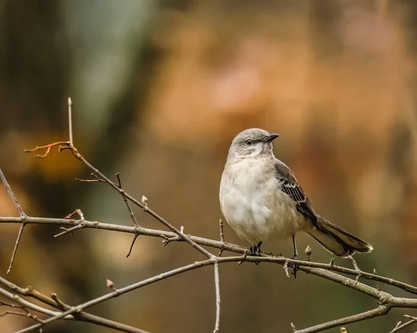 Northern Mockingbird. A bird is climbing on a branch on moody sunshine autumn morning, looking around.