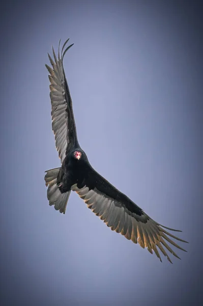 독수리 하늘을 날개를 펼치고 — 스톡 사진