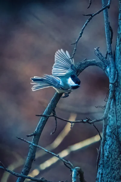 Black Capped Chickadee Small Blue Bird Opens Two Wings Flying — Stock Photo, Image
