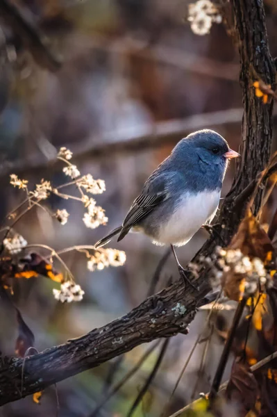Seekor Burung Kecil Berdiri Cabang Pohon Sore Musim Dingin Yang — Stok Foto