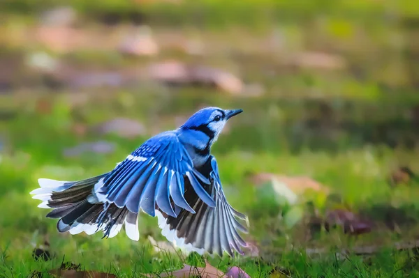 Blue Jay Ein Blauer Vogel Fliegt Herbstnachmittag Von Grünem Grasboden — Stockfoto