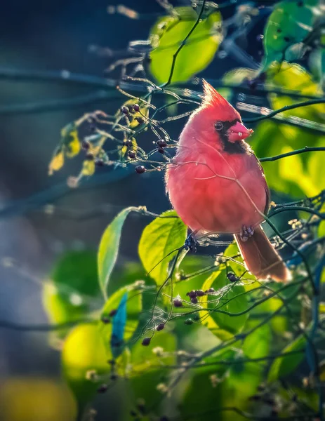Norra Kardinalen Röd Fågel Äter Svarta Bär Ett Träd Grenar — Stockfoto