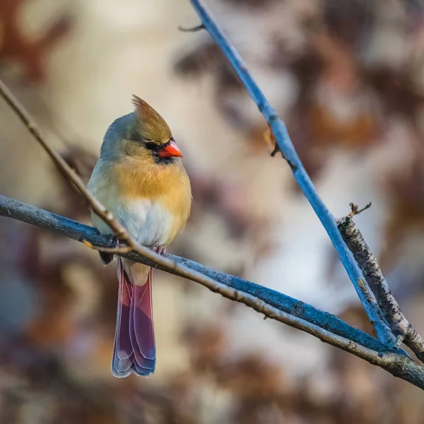 Mały Ptaszek Stoi Gałęzi Drzew Humorzaste Zimowe Popołudnie Samotny — Zdjęcie stockowe