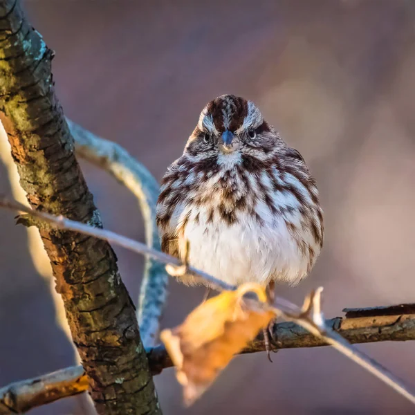 Small Bird Standing Tree Branch Winter Morning Song Sparrow Melospiza — Stock Photo, Image