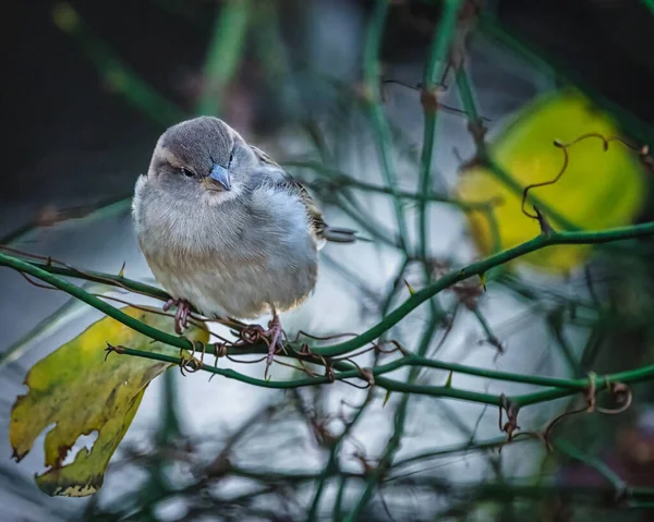 True Sparrows Seekor Burung Kecil Berdiri Atas Semak Semak Cabang — Stok Foto