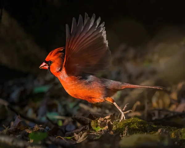 Pájaro Rojo Abre Alas Volando Desde Suelo Tarde Otoño Cardenal — Foto de Stock