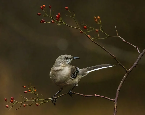 Oiseau Tient Sur Les Branches Des Arbres Avec Des Baies — Photo
