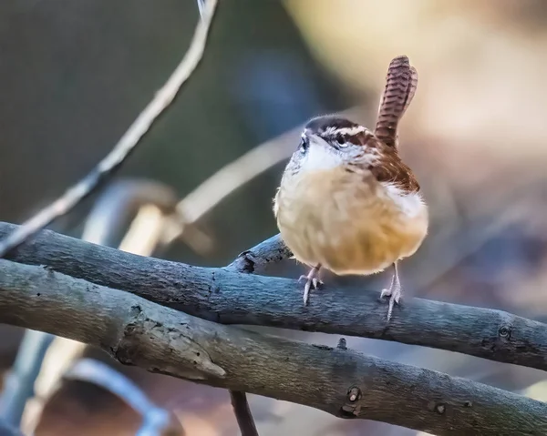 Ein Kleiner Vogel Steht Winternachmittag Mit Aufgeschnittenem Schwanz Auf Ästen — Stockfoto