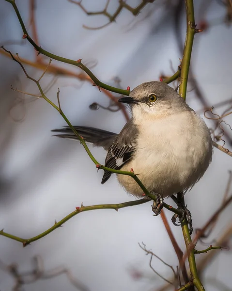 Ein Vogel Steht Einem Launischen Wintermorgen Auf Ästen Nördlicher Mockingbird — Stockfoto