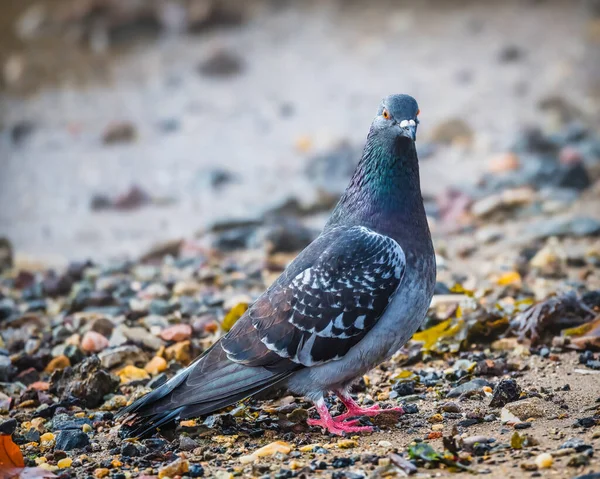 Feral Pigeon Står Vid Vattnet Stranden Feral Duvor Finns Det — Stockfoto
