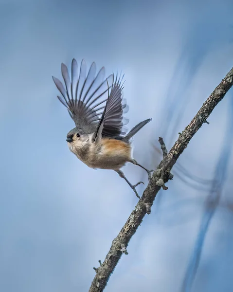 Small Bird Opens Two Wings Jumping Branch Flying Sky Tufted — Photo