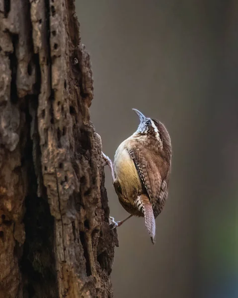 Seekor Burung Hitam Berdiri Cabang Pohon Musim Dingin Yang Murung — Stok Foto