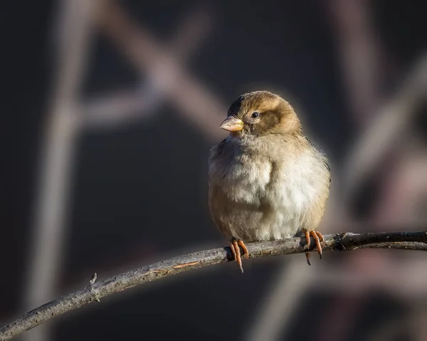 冬の朝 小さな鳥が木の枝に立っている 歌のスズメ Melospiza Melodia 北米の中規模の新世界のスズメ 在来種のスズメである — ストック写真