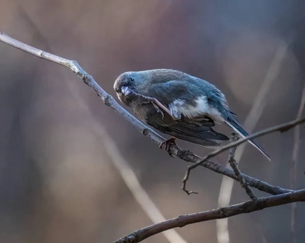 小さな鳥は 1つの足の枝の上に立って 1つの足のくちばしを引っかきます ダークアイ ジュンコ Dark Eyed Junco 小さな灰色の新世界のスズメのグループであるユンコの種です — ストック写真