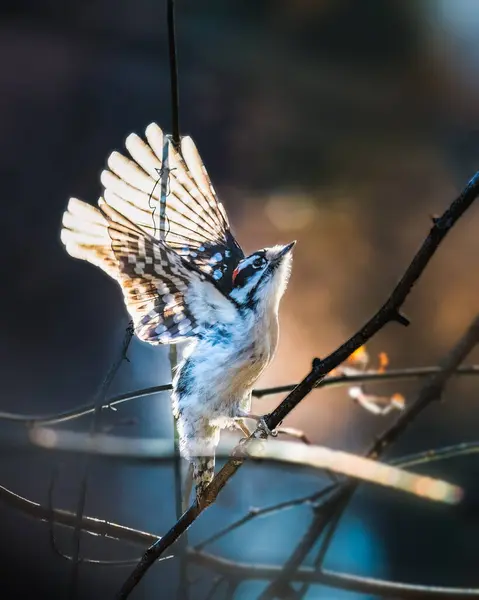 Ein Kleiner Vogel Öffnet Zwei Flügel Springt Sonnenuntergang Vom Ast — Stockfoto