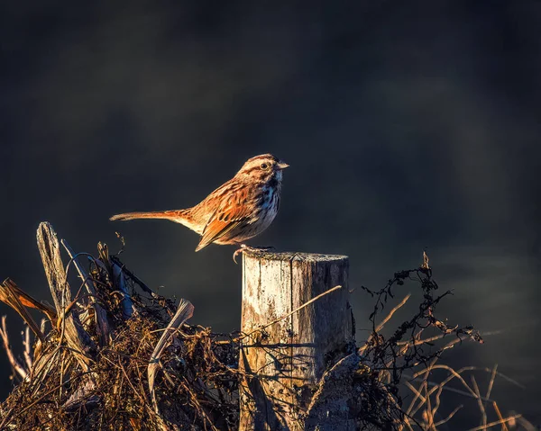Mały Ptaszek Stoi Drzewnym Stołku Nad Rzeką Zimowym Słońcu Song — Zdjęcie stockowe