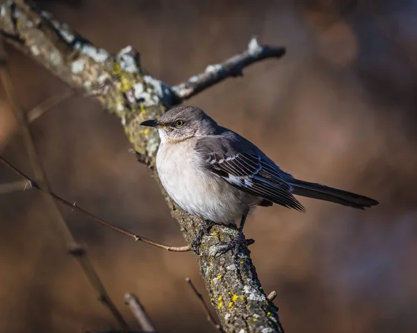 Ptak Stoi Gałęziach Drzew Humorzaste Zimowe Popołudnie Północny Mockingbird Powszechnie — Zdjęcie stockowe
