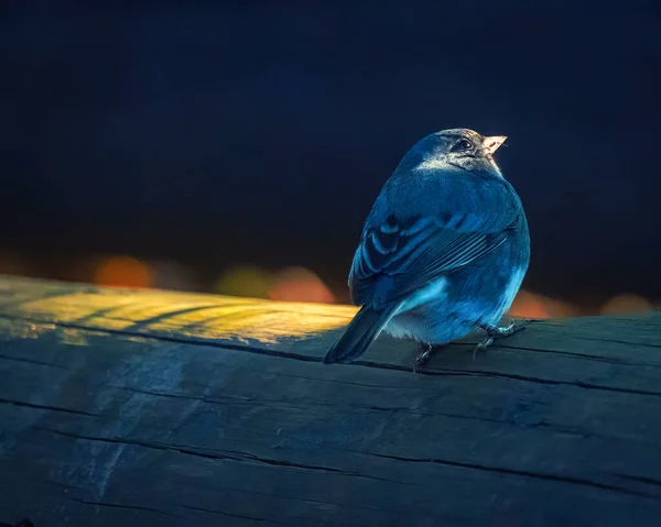 Küçük Bir Kuş Ağaçların Üzerinde Duruyor Kasvetli Kış Akşamında Yapayalnız Stok Fotoğraf
