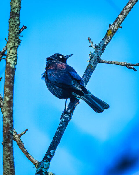  Rusty Blackbird. A blackbird is standing on a trees branch on the sunshine winter afternoon, looking around