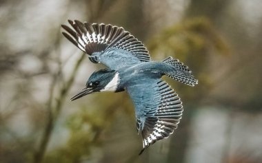 Kemerli Kingfisher. Güzel bir kuş iki kanat açıyor, zıplıyor, uçuyor.