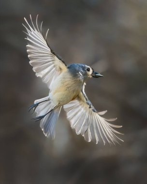 Tüylü Titmouse. Küçük bir kuş iki kanat açıyor, atlıyor, uçuyor, gagasında bir tohum var..
