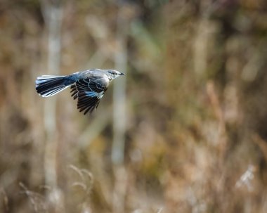 Uçuşun ortasında küçük bir kuş yakalanır ve kanatları bulanık doğal bir arka plana doğru açılır. Ortam sessiz toprak tonlarıyla vahşi, doğal bir çevreye benziyor..