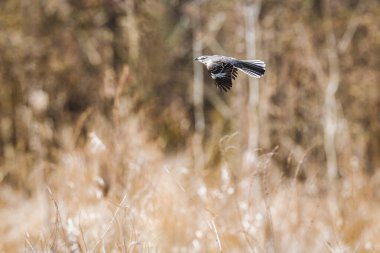 Uçan bir kuş, uzun otların ve ağaçların bulanık arka planına karşı yakalanır. Kuş hareket halinde, kanatlarını ve kuyruk tüylerini parlaklaştırıyor..