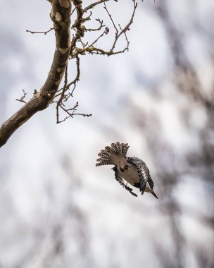 Siyah şapkalı ve beyaz kenarlı küçük bir kuş bir ağacın kabuğuna tutunur, doğal bir ortamda dallarla çevrilidir. Işıklandırma, kuşların hassas özelliklerini bulanık ve toprak bir arka plana vurguluyor..