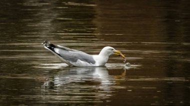 Bir martı, gagasına yapışmış küçük bir kabuklu deniz ürünüyle zarif bir şekilde suda süzülür ve hareket ederken dalgalanmalar yaratır. Görüntü, doğanın huzurlu bir su ortamındaki dingin döngüsünü yakalar.