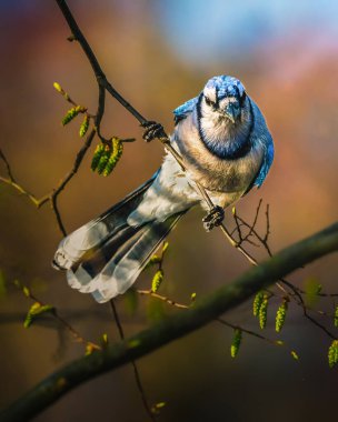 A blue jay perches on a slender branch, surrounded by budding green leaves. The background features soft, blurred colors, highlighting the bird's vibrant blue and white plumage clipart