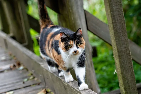 Spotted Cat Walks Alone Wooden Path Park — Stock Photo, Image