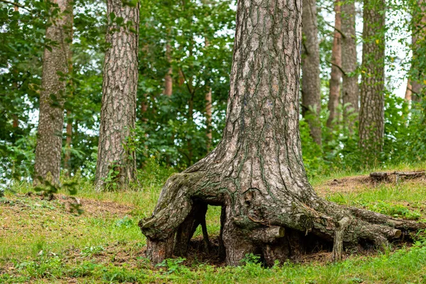 森の中に苔のある古い大きな木の根 クローズアップビュー — ストック写真