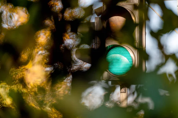 Green traffic light in semaphore close-up. View through defocused tree branches.