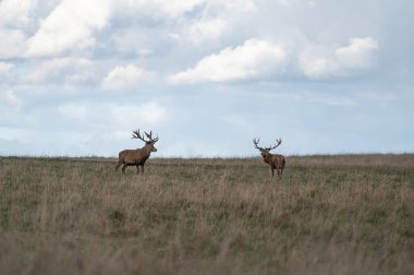 Sonbaharda çayırlarda çiftleşme mevsiminde büyük boynuzlu kırmızı geyik. Cervus elaphus