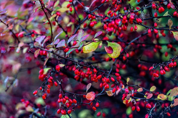 Czerwone Jagody Jagodowe Gałęzi Krzewu Zbliżenie Krzew Jagodowy Jesiennym Ogrodzie — Zdjęcie stockowe