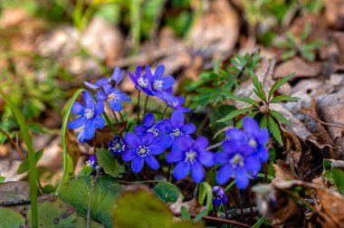 Anemonoides blanda, syn. Anemone blanda, Balkan şakayığı, rüzgâr çiçeği, yakın plan, seçici odak