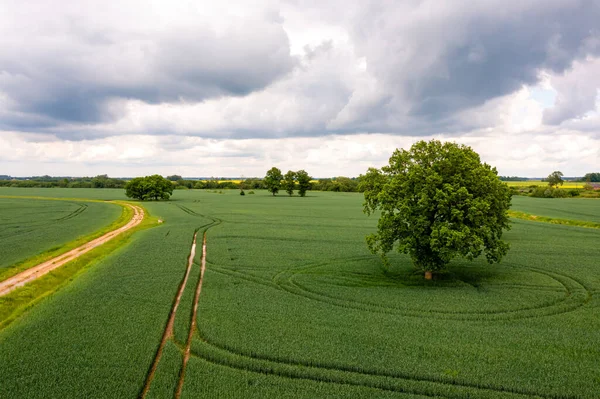 rural landscape before the storm, agricultural fields with lonely trees and rural road, drone photo